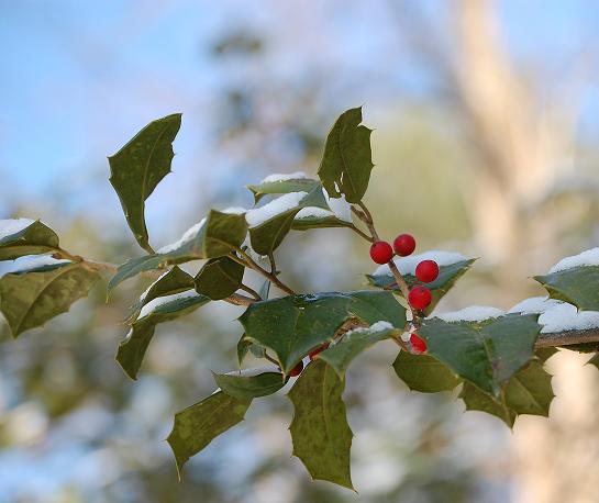 20dec09 holly3.jpg