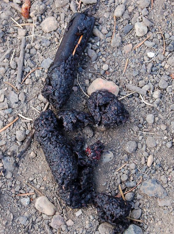 bear poop in my woods_edited-2.jpg