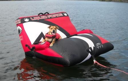 Belmont on Party Couch.JPG