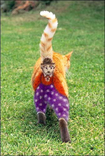 CATINT1.JPG