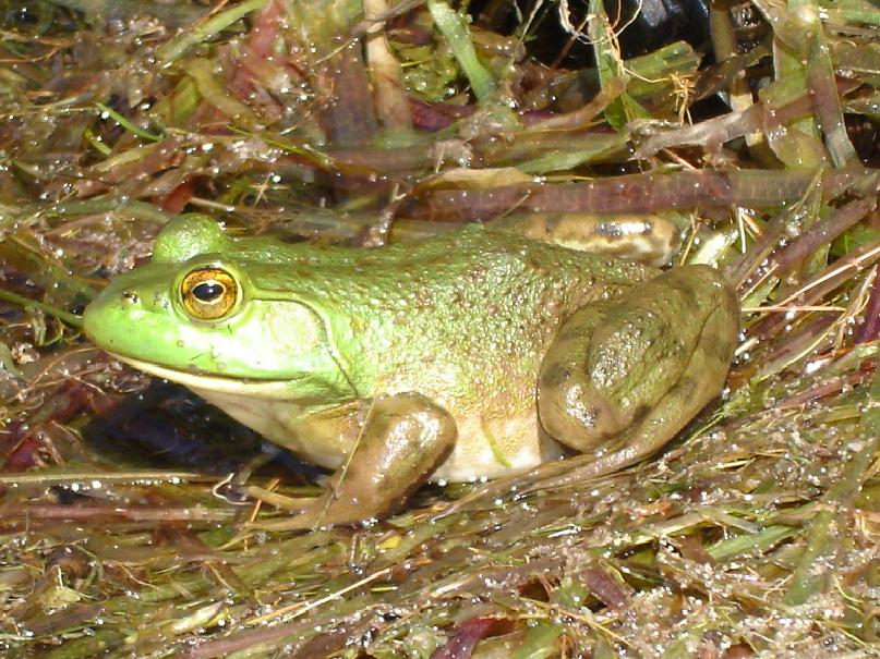 Frog1.JPG