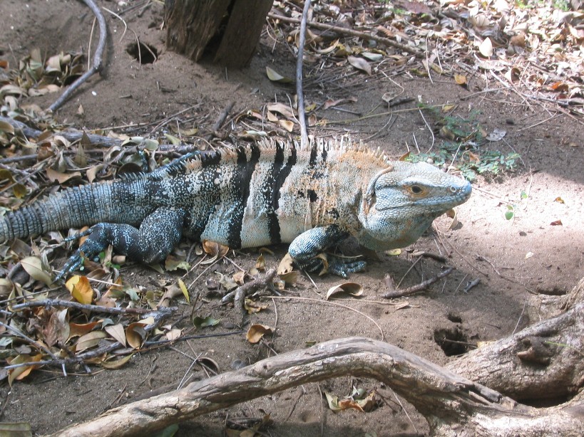 Iguana.JPG