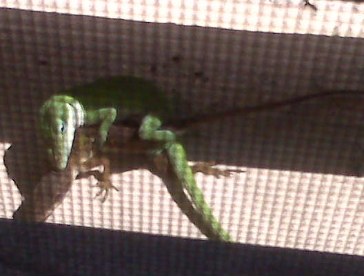 lizard.jpg