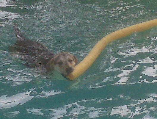 maxpool.JPG