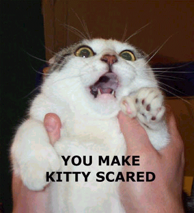 scaredkitty.gif