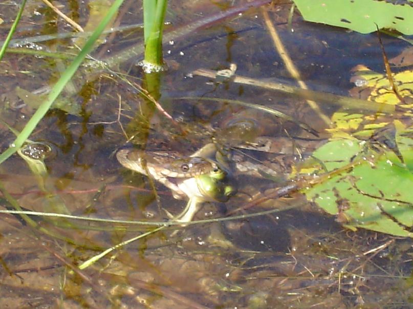 SnakeVSFrog1.JPG