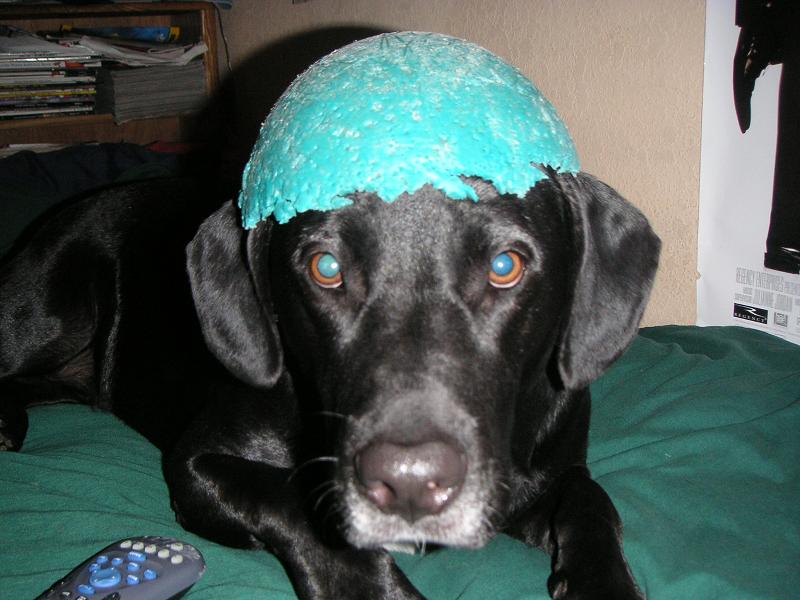 Turbo in a helmet.JPG