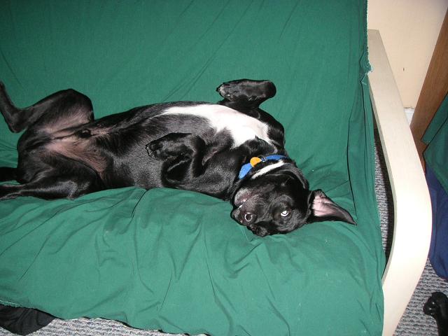 turbo sleeps weird.JPG