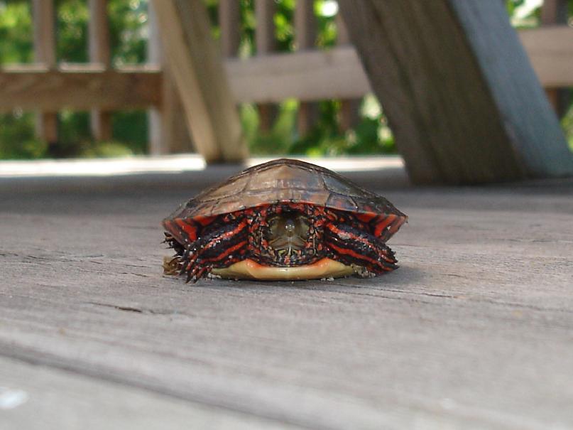 Turtle1.JPG