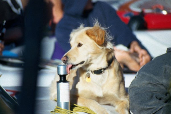 WakeDog.JPG
